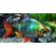 BARBO SUMATRANO ALETA ZUL