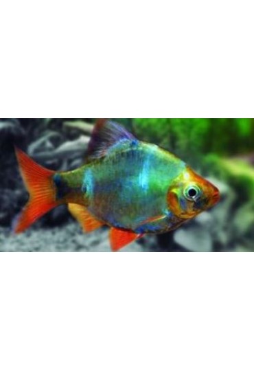 BARBO SUMATRANO ALETA ZUL