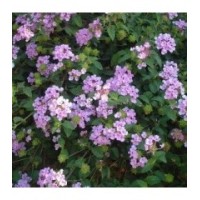 Lantana montevidensis m13-1