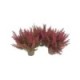 Erica gracilis m11-1