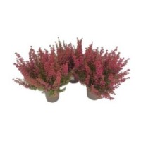 Erica gracilis m11-1