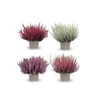 Calluna vulgaris m11-1