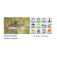 Rasbora mosquito