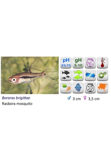 Rasbora mosquito