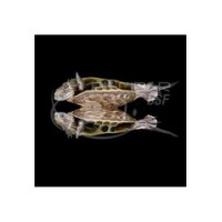 Tortuga acuatica-1