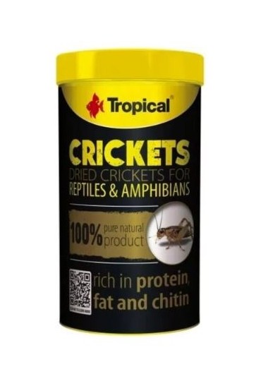 Grillos secos-acheta 11193