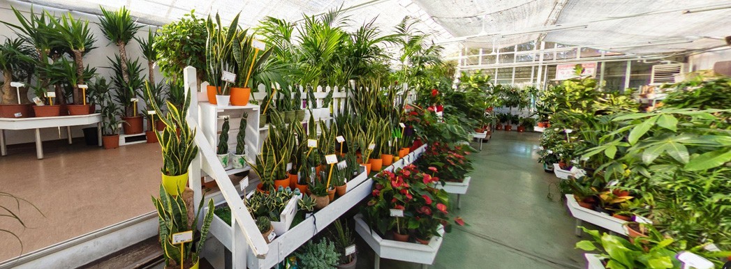 Plantas de Interior