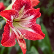 Amaryllis . Garden Center Sopela