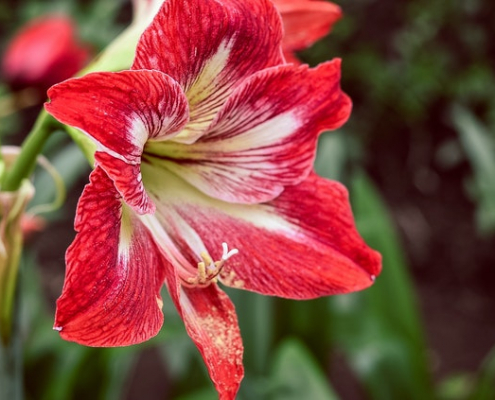 Amaryllis . Garden Center Sopela