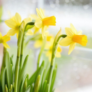 Narcisos. Garden Center Sopela