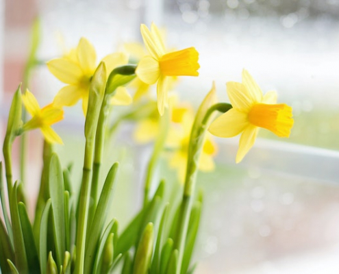 Narcisos. Garden Center Sopela