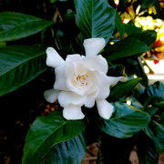 Jazmín del Cabo o Gardenia. Garden Center Sopela