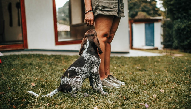 Desfile canino. Garden Center Sopela