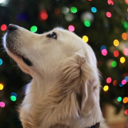 Perros en las festividades. Garden Center Sopela