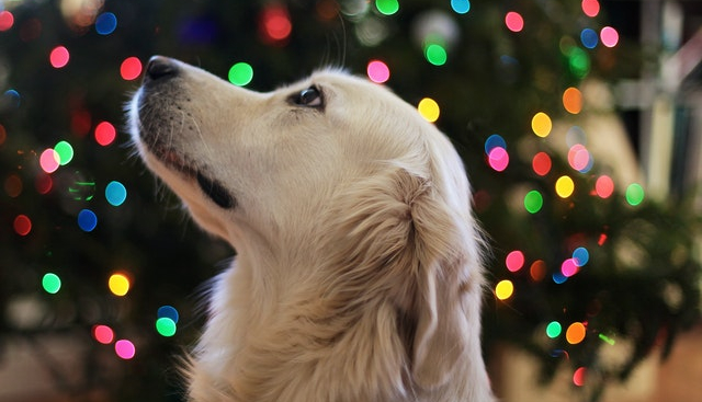 Perros en las festividades. Garden Center Sopela