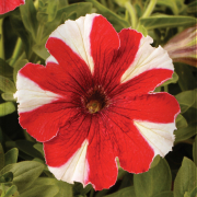 Petunia rojiblanca