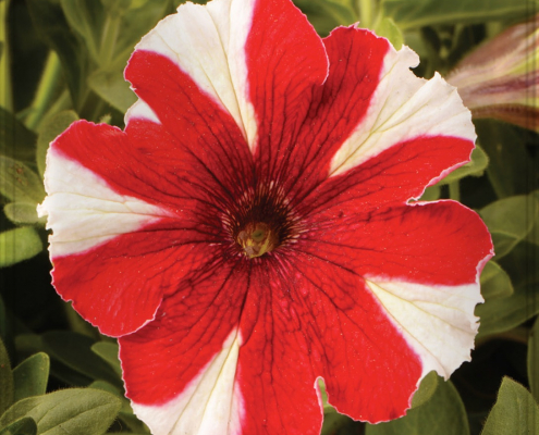 Petunia rojiblanca