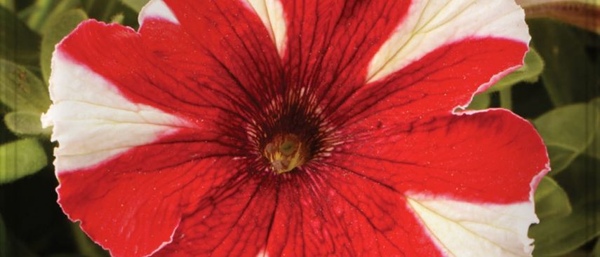 Petunia rojiblanca
