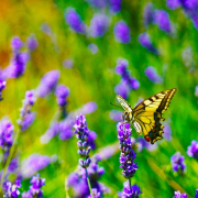 Mariposas en el jardín. Garden Center Sopela