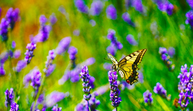 Mariposas en el jardín. Garden Center Sopela