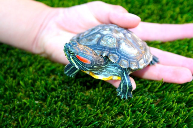 Ciro Facilitar clase Tortuga una mascotas especial para el hogar o jardín - Mvgarden