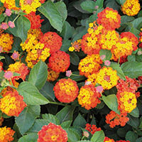 lantana