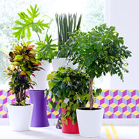 Plantas Interior resistentes