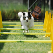 Desfile Canino. Garden Center Sopela