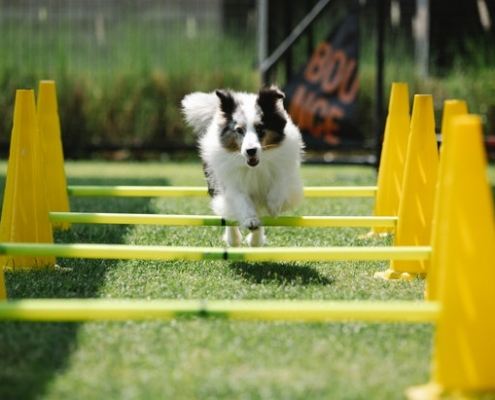 Desfile Canino. Garden Center Sopela