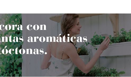 Plantas aromaticas