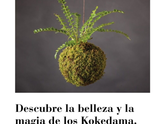 kokedama