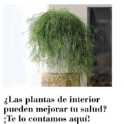 plantas_salud