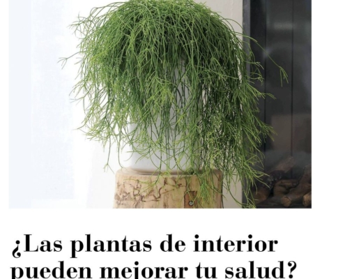 plantas_salud