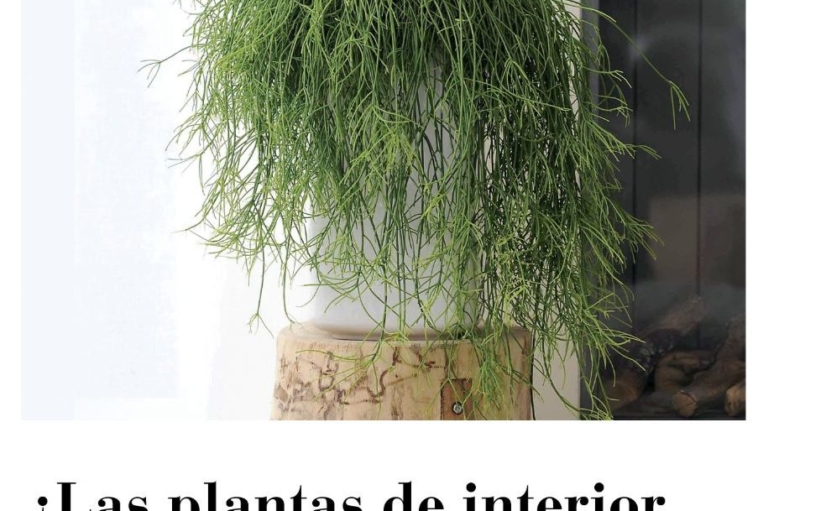 plantas_salud
