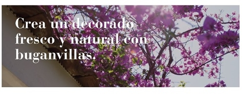 Crea un decorado fresco y natural con buganvillas. Garden Center Sopelana