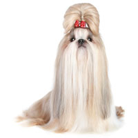 Shih Tzu