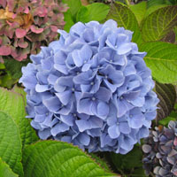 ¿Quieres hortensias azules?