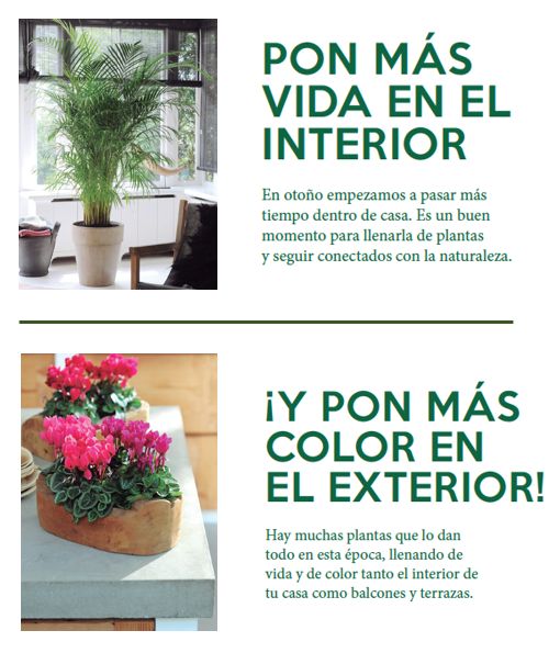 Decoración floral interior del hogar a partir de flores secas naturales o  ramitas fuertes sombras sobre fondo verde