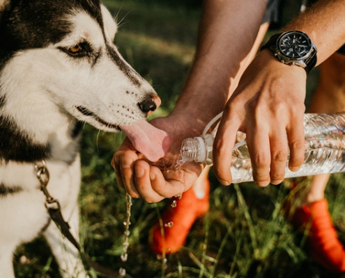 Dar agua a un perro con la mano para hidratarlo