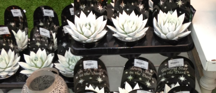 Crasas que brillan. Garden Center Sopela