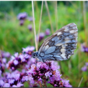 Flores para atraer mariposas