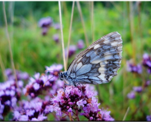 Flores para atraer mariposas