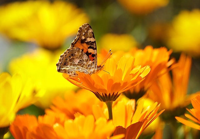 Flores para atraer mariposas