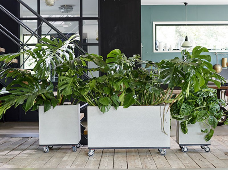 Monstera deliciosa