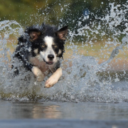 Refrescar a mi perro.