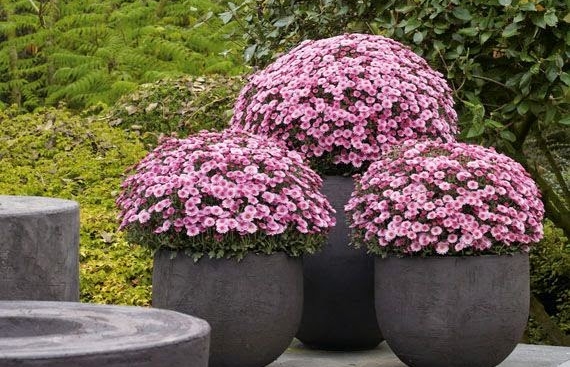 Crisantemos. Garden Center.