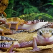 Geckos. Garden Center Sopela