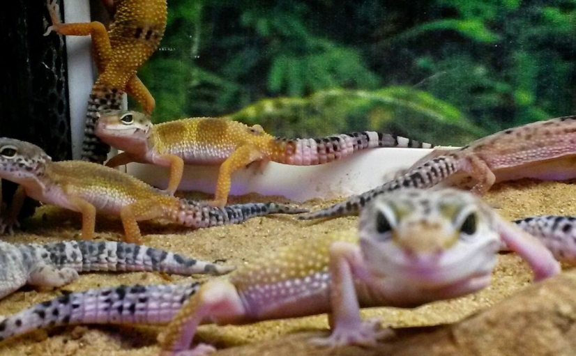 Geckos. Garden Center Sopela