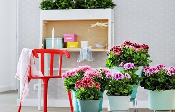 Geranio Pelargaonium. Garden Center Sopela