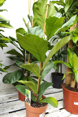 Ficus lyrata. Garden Center Sopela